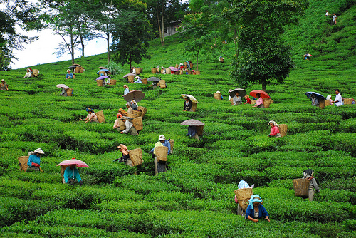 assam