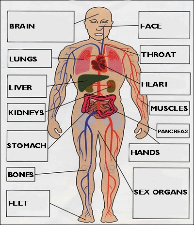 body
