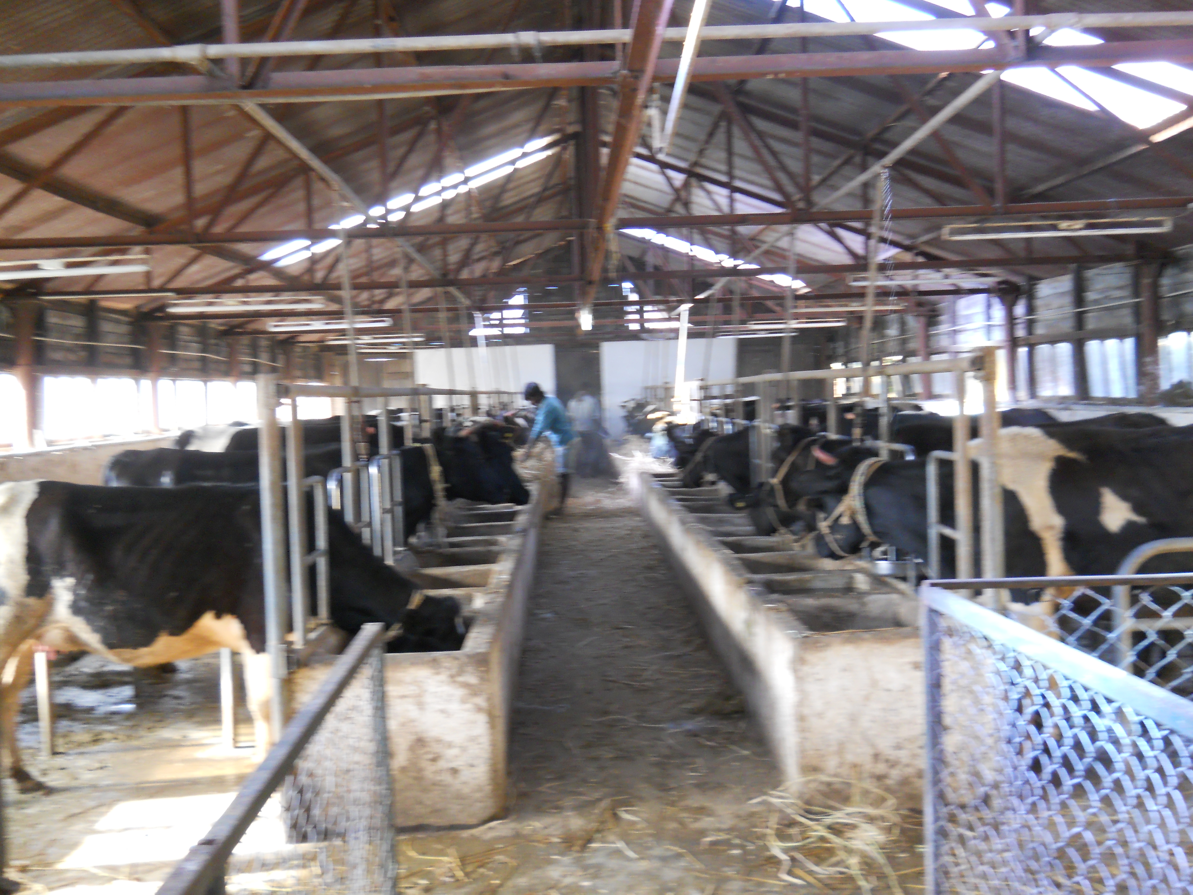 cattlescience