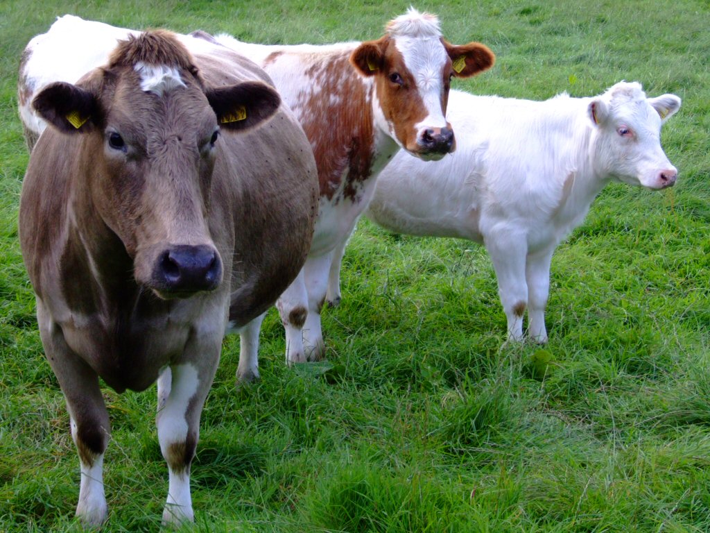 cattlescience