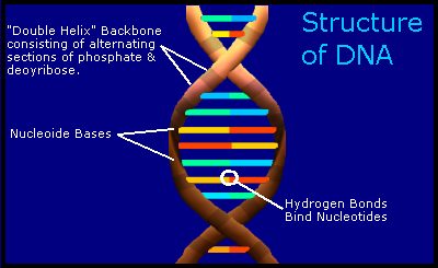 DNA
